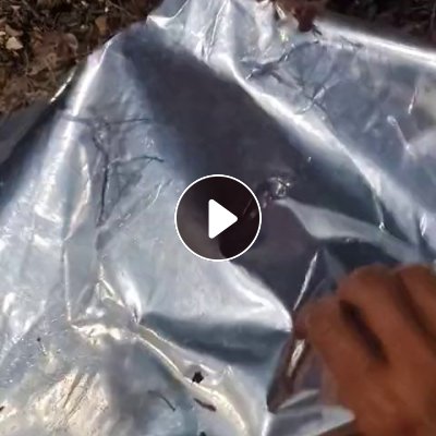 长期出售纸铝复合料，一面纸，一面镀铝膜