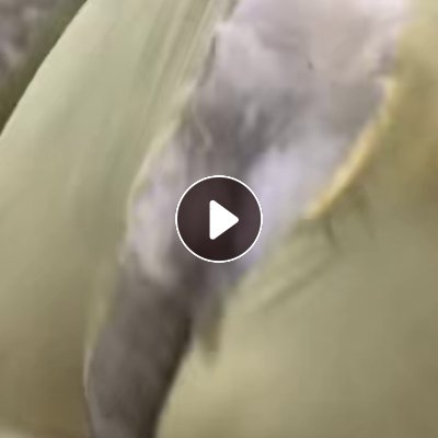 长期出售开松好的枕芯棉，开花棉，现货40多吨，货在黑龙江绥化