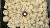 长期出售聚氨酯废料一级软泡