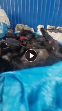 长期出售做假发下来的pbt复合pet涤纶废丝，杂色现货10吨左右，白色20多吨，货在河南周口
