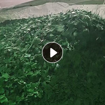 长期出售pe钢卷皮破碎料，全漂干破的，有绿蓝2种，现货二十几吨