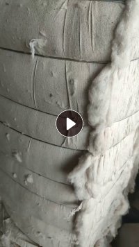 长期出售纯棉提净棉，破籽棉开出来的，现货16吨，货在湖北潜江