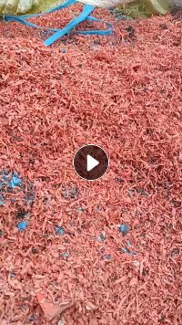 出售螺纹管沫子，现货20吨