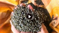 长期出售杂膜颗粒，过80目