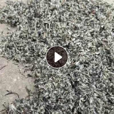 长期出售尼龙胎下来的线毛，每天10吨