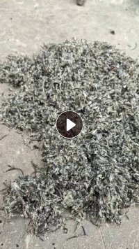 长期出售尼龙胎下来的线毛，每天10吨