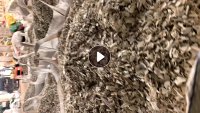 长期出售硬质PVC破碎料，是水管，线槽打一起的，有些塑钢在里面，都是白料，月供五六十吨