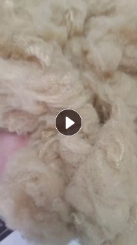 化纤厂长期出售驼色涤纶短纤，涤纶短纤维，4D*51的，在广东清远