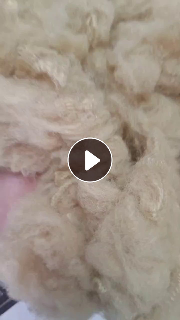 化纤厂长期出售驼色涤纶短纤，涤纶短纤维，4D*51的，在广东清远