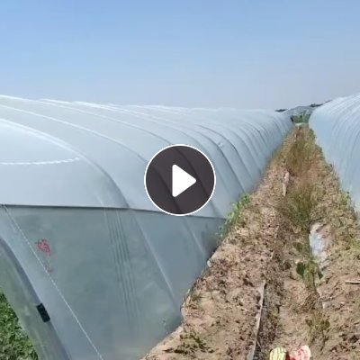 出售pe大棚膜毛料，纯大棚膜顶棚的，可以压包，现货2000吨