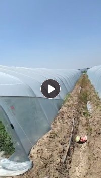 出售pe大棚膜毛料，纯大棚膜顶棚的，可以压包，现货2000吨
