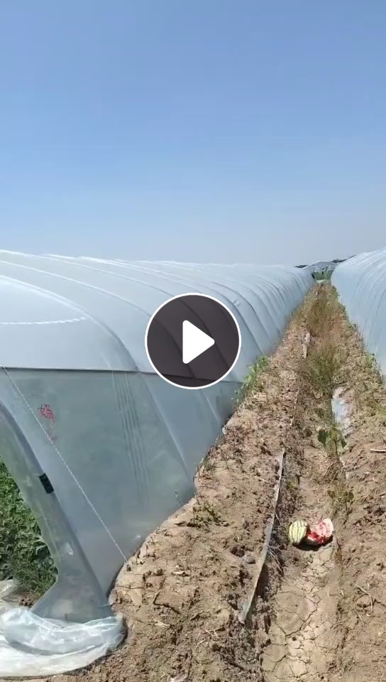 出售pe大棚膜毛料，纯大棚膜顶棚的，可以压包，现货2000吨