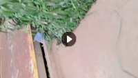 求购PET打包带毛料，聚酯打包带压块，绿色黑色都可以，月需200吨