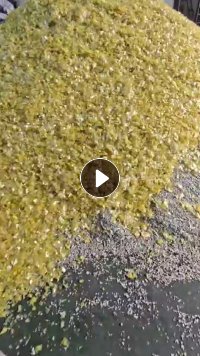 出售BOPP胶带破碎料冲击是10个左右，灰分0，用于改性聚丙，月产130吨左右