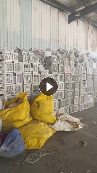 出售水果筐破碎料，黑色白色都有，现货25吨，长期有货