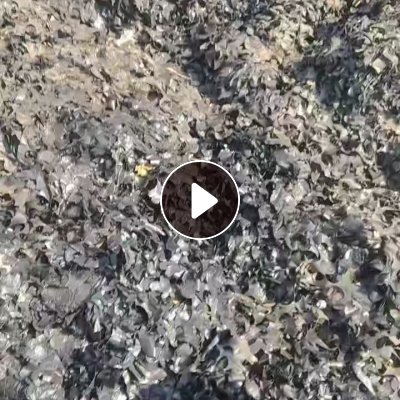 长期出售做油封轴承下来的橡胶鸡爪料